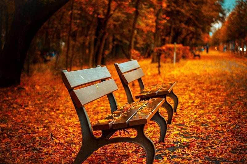 Meditative Walk in Autumn