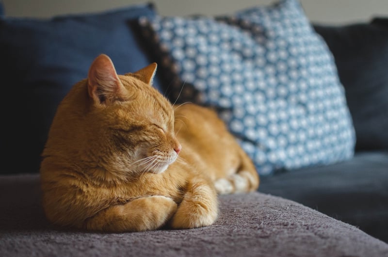 Cat-Cow Stretch